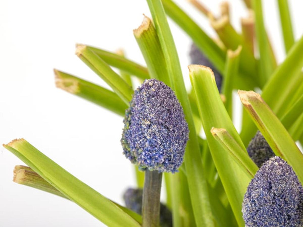 Produktfoto zu Traubenhyazinthen im Tontopf