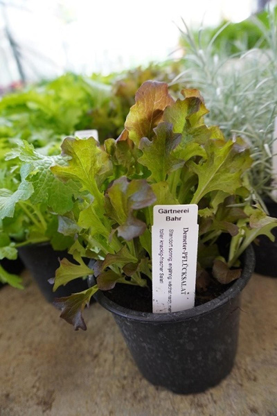 Produktfoto zu Kräuter Topf Pflücksalat