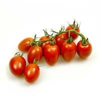 Ein Zweig mit elf roten Kirschtomaten vor weißem Hintergrund.