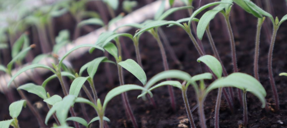 Viele zarte Keimlinge mit schmalen grünen Blättern wachsen dicht an dicht aus dunkler Erde.