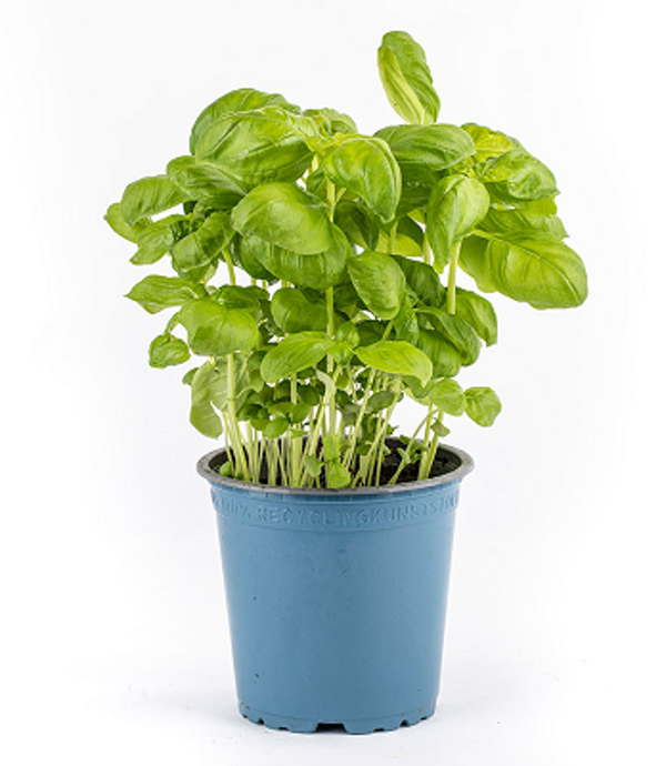 Produktfoto zu Kräuter Topf Basilikum