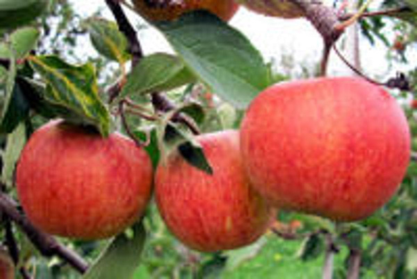 Produktfoto zu Apfel Rubinette