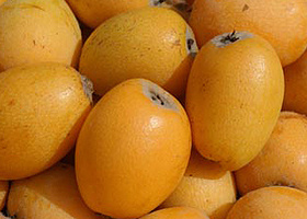 Mehrere gelbe Mispeln, liegen eng beieinander.