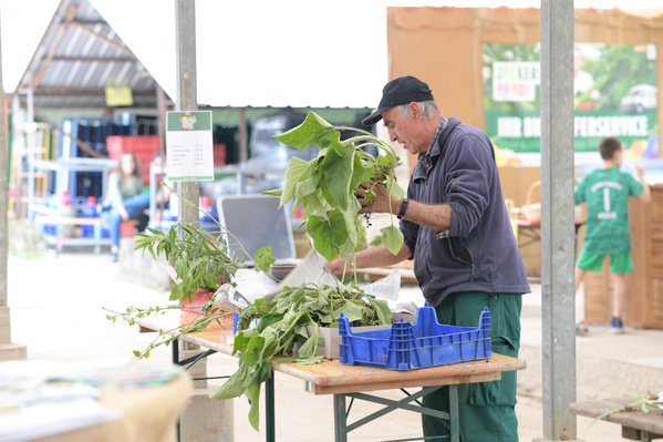 Ein Mann mit einer Mütze beugt sich über einen Tisch im Freien, auf dem Pflanzen in blauen Kisten stehen, und arrangiert diese. Im Hintergrund sind weitere Stände und Personen undeutlich zu erkennen.