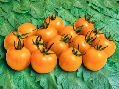 Produktfoto zu Jungpflanzen Cocktailtomate Goldiana