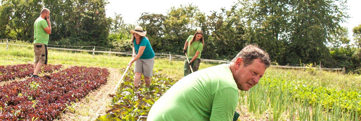 Eine Gruppe von vier Personen arbeitet auf einem Feld. Im Vordergrund beugt sich ein Mann mit grünem Hemd nach unten. Eine Frau mit einem Strohhut und ein anderer Mann mit grünem Hemd arbeiten in den Reihen. Im Hintergrund stehen Bäume.