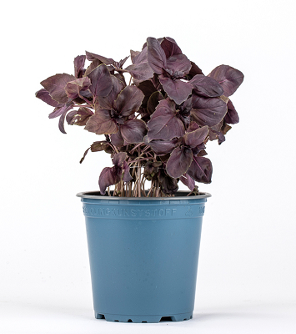 Produktfoto zu Kräuter Topf Basilikum rot