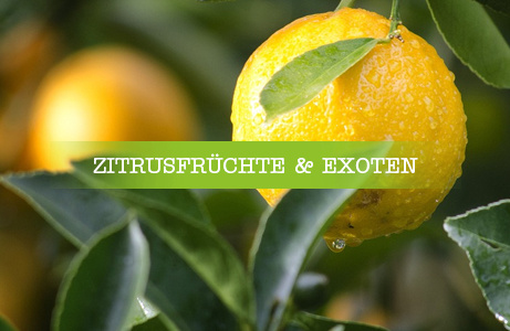 Eine gelbe Zitrone wächst an einem grünen Zweig – Kategorie: Zitrusfrüchte und Exoten