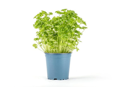 Produktfoto zu Kräuter Topf Petersilie kraus