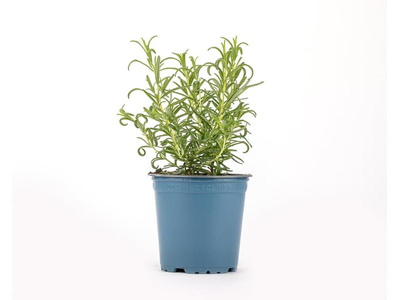 Produktfoto zu Kräuter Topf Rosmarin