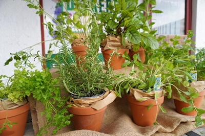 Produktfoto zu Kräuter Topf Jiaogulan