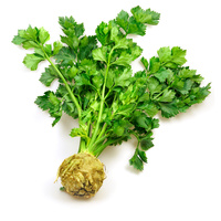 Ein Sellerieknolle mit grünen Blättern auf weißem Hintergrund.