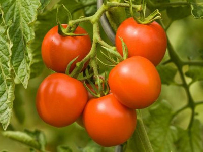 Produktfoto zu Jungpflanzen Romatomate Dorenia