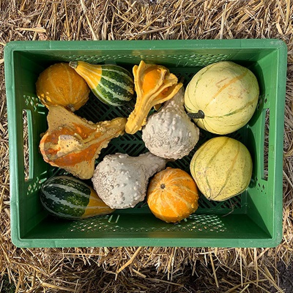 Produktfoto zu Zierkürbisse Mix