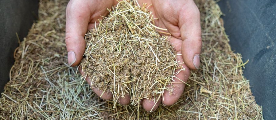 Lieferant Bingenheimer Saatgut, Bio fängt beim Säen an -  Ein Mann hält eine Handvoll trockener Erde oder Kompost, aus der kleine grüne Keimlinge sprießen, über einem Haufen derselben Erde. 