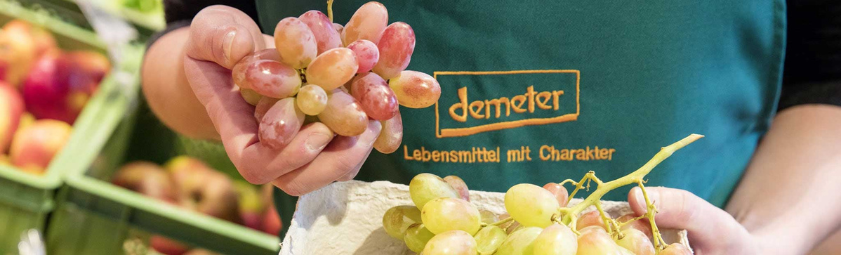 Eine Nahaufnahme von Händen, die einen Zweig mit hellroten und gelben Trauben halten. Eine Person mit einer grünen Schürze, auf der das "demeter"-Logo zu sehen ist, präsentiert die Trauben. Im Hintergrund sind unscharf Äpfel in einer grünen Kiste zu erkennen.