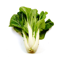 Ein Pak Choi auf weißem Hintergrund.