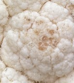 Ein Blumenkohlkopf, der bräunliche oder rötliche Verfärbungen aufweist, beschriftet mit 'Blumenkohl'.