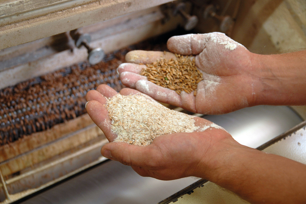 Zwei Hände sind zu sehen, die in der linken eine Handvoll grobes Getreidemehl und in der rechten ganze Getreidekörner halten. Im Hintergrund ist eine landwirtschaftliche Maschine zur Verarbeitung von Getreide unscharf abgebildet.