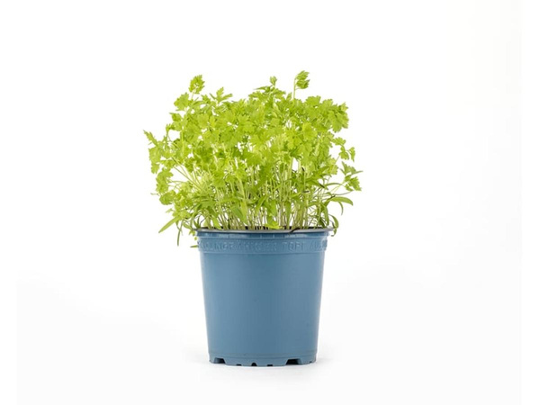 Produktfoto zu Kräuter Topf Kerbel