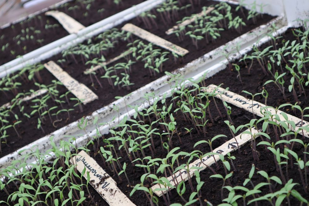 Eine Nahaufnahme von Setzlingen, die dicht in mehreren Reihen in einem weißen Anzuchtkasten wachsen. Die kleinen Pflanzen haben zarte grüne Blätter und dünne Stiele, die aus dunkler Erde ragen. Zwischen den Reihen stecken kleine Etiketten mit handschriftlichen Markierungen.