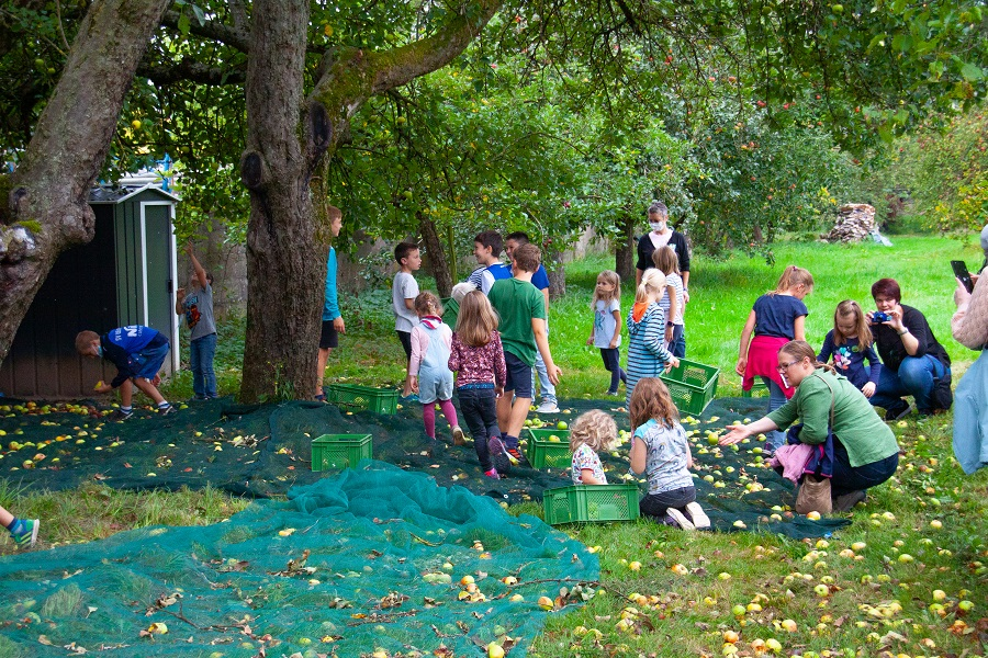 Eine Gruppe von Erwachsenen und Kindern sammelt Äpfel auf einer grünen Plane, die unter einem Apfelbaum ausgebreitet ist. Die Äpfel liegen verstreut auf dem Boden. Mehrere Personen, darunter Kinder, helfen, die Früchte in grüne Kisten zu legen, während andere bei der Apfelernte zusehen. Im Hintergrund ist eine dunkle Holzhütte zu sehen.